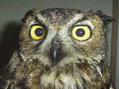 blind owl with brain lesion